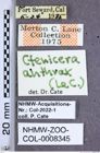Etiketten zu Proludius anthrax (LeConte, 1861) (NHMW-ZOO-COL-0008345)